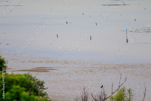Obraz na płótnie Coastal Mudflat Landscape with Mangrove Vegetation at Low Tide w salonie