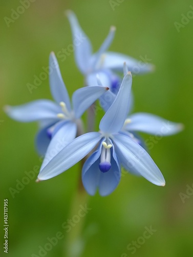 Pastel blue flowers of two-leaf squill in April