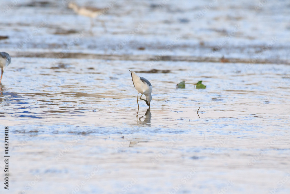 Wading Birds Foraging in the Mudflats During Low Tide, Lau Fau Shan, Hong Kong
