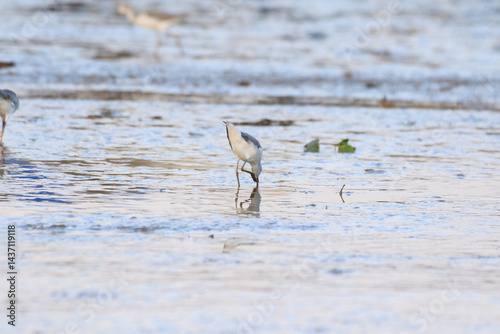 Obraz na płótnie Wading Birds Foraging in the Mudflats During Low Tide, Lau Fau Shan, Hong Kong w salonie