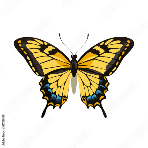 Beautiful Male Tiger Swallowtail Butterfly Isolated on White Background