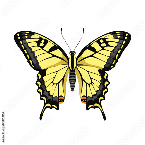 Beautiful Male Tiger Swallowtail Butterfly Isolated on White Background