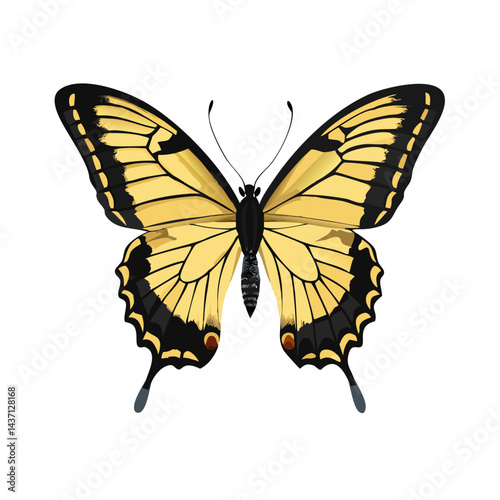 Beautiful Male Tiger Swallowtail Butterfly Isolated on White Background