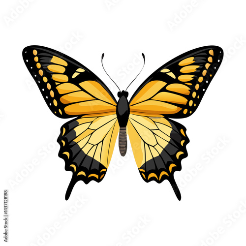 Beautiful Male Tiger Swallowtail Butterfly Isolated on White Background