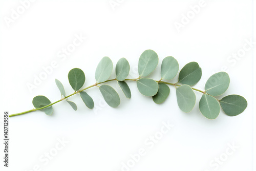 eucalyptus leaves on a white background