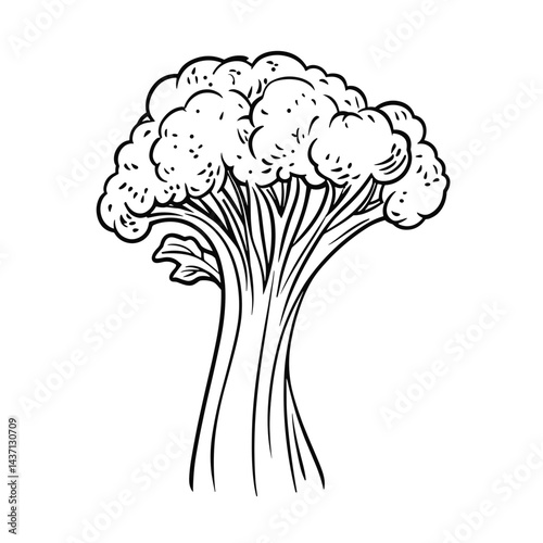 Broccoli illustration in sketch style with detailed foliage  