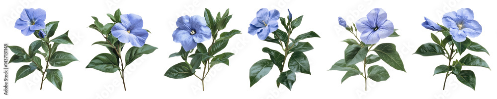 Fototapeta premium PNG Vibrant blue flowers arrangement, elements on transparent background