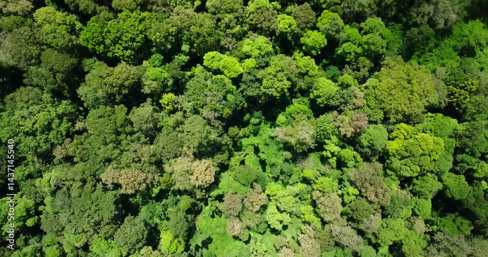 Flying through between trees in a dense forest Flying through between trees in a dense forest