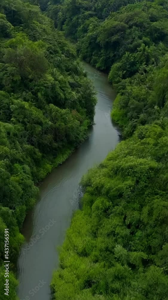 Serene River Winding Through Lush Green Forest Serene River Winding Through Lush Green Forest