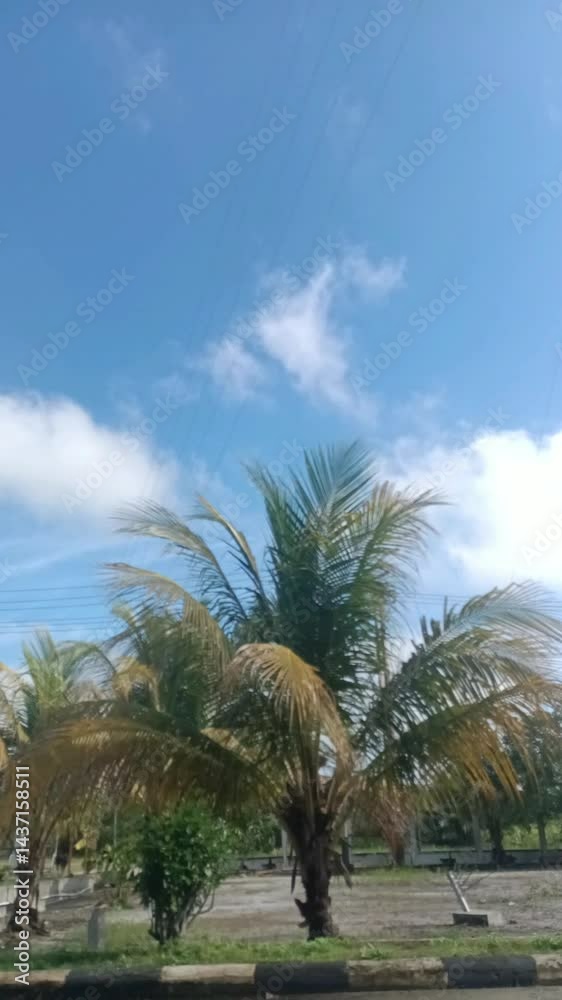 Tropical Palm Trees Under a Clear Blue Sky on a Bright Sunny Day, Timelapse Tropical Palm Trees Under a Clear Blue Sky on a Bright Sunny Day, Timelapse