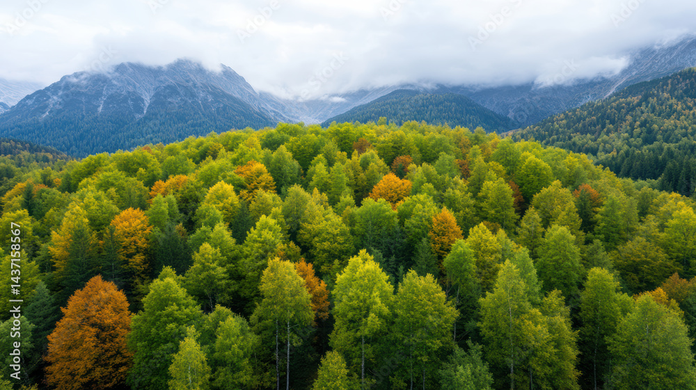 Fototapeta premium Lush forest canopy with vibrant fall colors and majestic mountains in background
