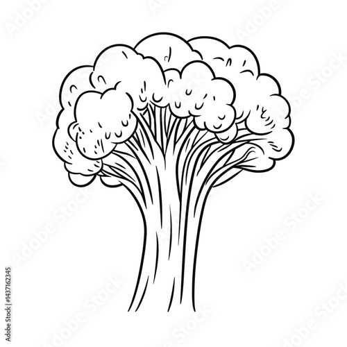 Broccoli plant illustration in monochrome on white background  