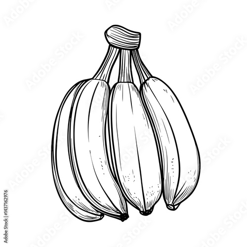 Hand-drawn bananas in a bunch on a white background  