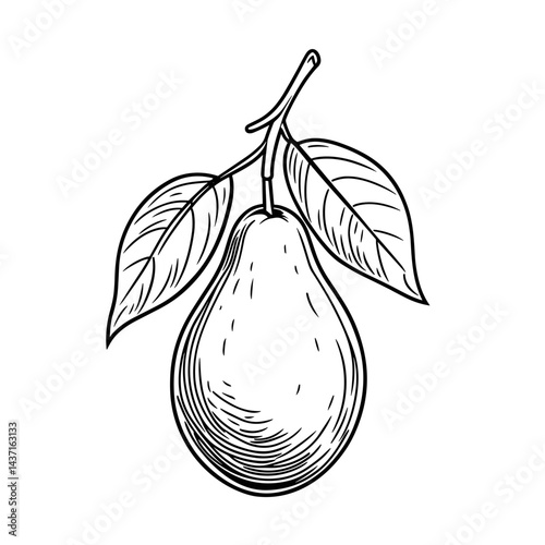 Avocado fruit illustration with leaves in black and white style  