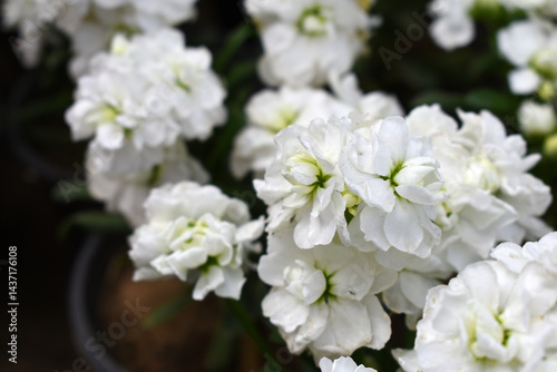 White Hoary Stock, White Hoary Stock or Matthiola Incana is a member of the Brassicaceae family of flowering plants. It's also commonly known as Brompton Stock, Common Stock, White flower in garden