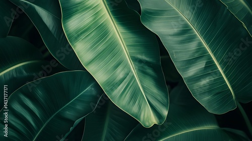 Close-up view of lush, tropical plant foliage. photo