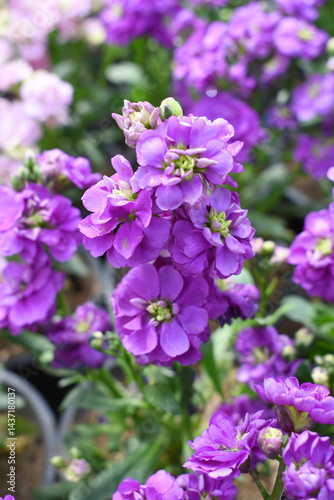 Purple Hoary Stock, Purple Hoary Stock or Matthiola Incana is a member of the Brassicaceae family of flowering plants. It's also commonly known as Brompton Stock, Common Stock, Purple flower in garden