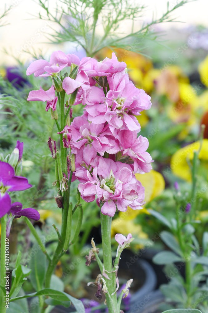 Fototapeta premium Pink Hoary Stock, Pink Hoary Stock or Matthiola Incana is a member of the Brassicaceae family of flowering plants. It's also commonly known as Brompton Stock, Common Stock, Pink flower in garden