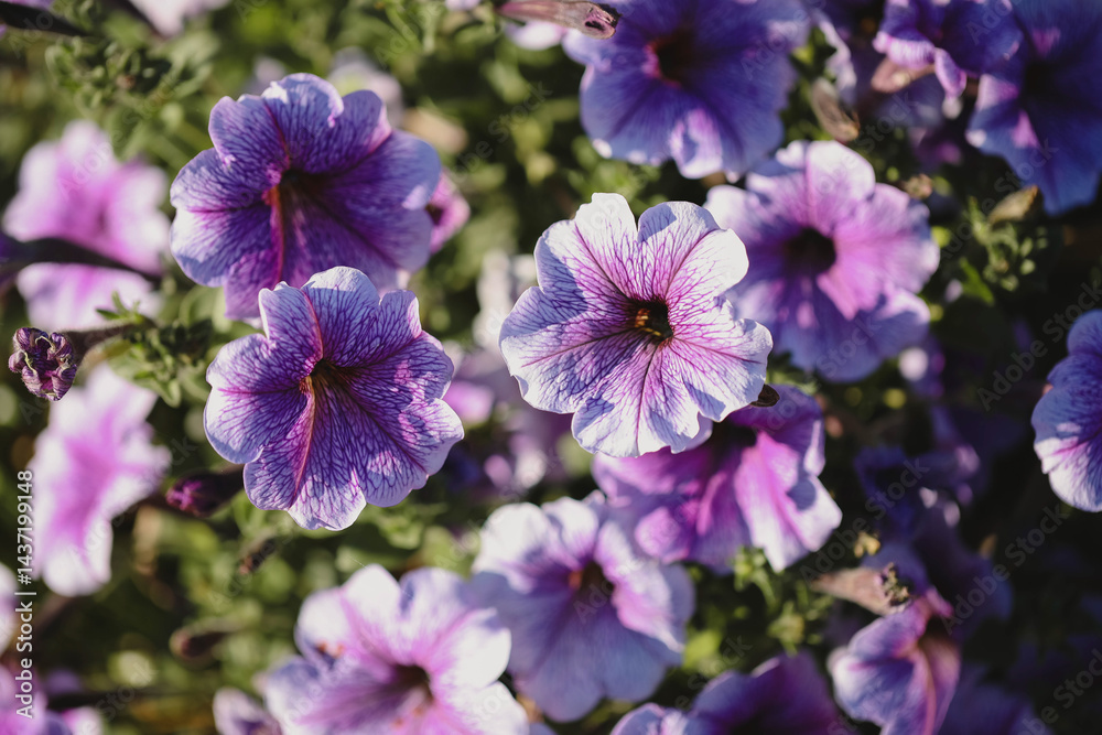 Vibrant purple petunias in full bloom Vibrant purple petunias in full bloom