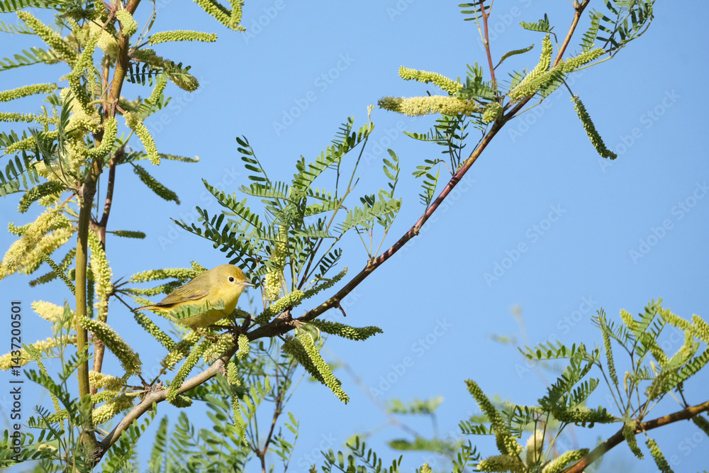 Obraz premium Small yellow bird perched on a branch