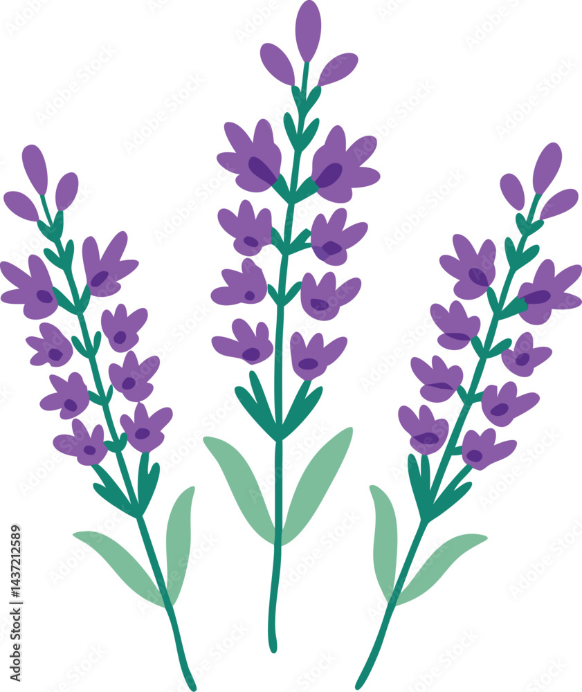 Obraz premium Vector illustration of lavender colorful flower on white background