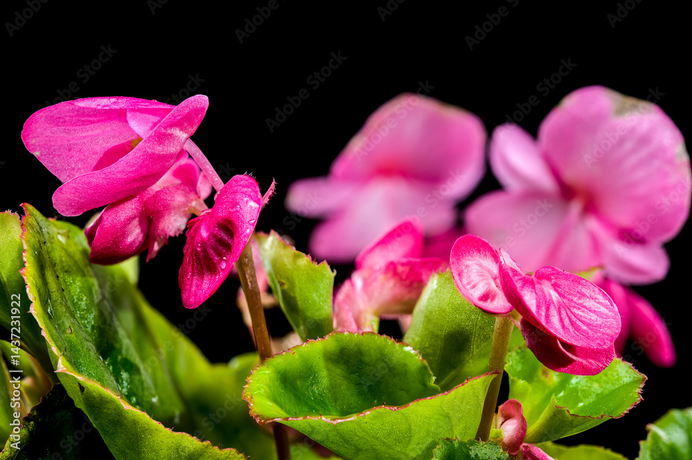Vibrant Pink Begonia Blossoms black background