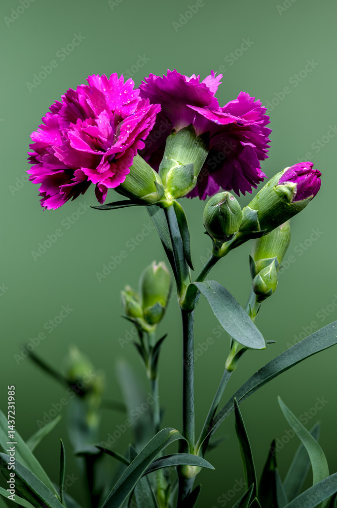Vibrant Pink Carnations with Water Droplets on Soft Green