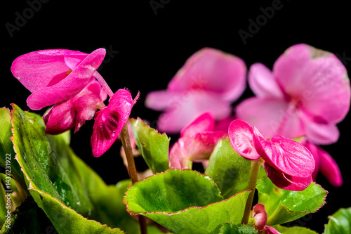 Obraz na płótnie Vibrant Pink Begonia Blossoms black background w salonie
