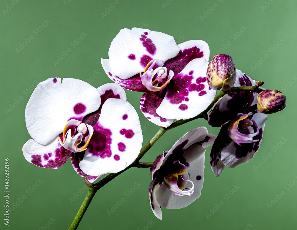 Elegant Purple Spotted Orchid on Soft Green