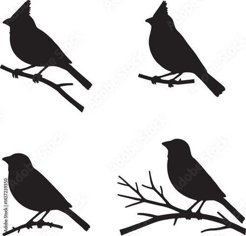 bird, sparrow, robin, eagle, hawk, pigeon, dove, flamingo, parrot, peacock, canary, stork, crow