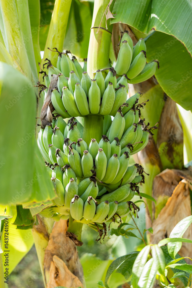 Banana bunch harvesting tropical farm nature lush environment close-up view agriculture concept