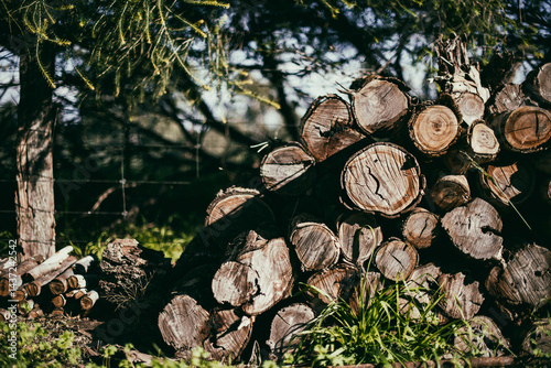 Wood stack under a tree photo