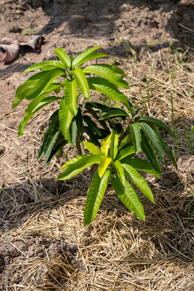 Planting young mango saplings for sustainable growth in fertile soil outdoors close-up view