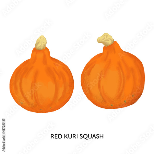 石川県＿加賀野菜　打木赤皮甘栗かぼちゃの色鉛筆タッチのイラスト