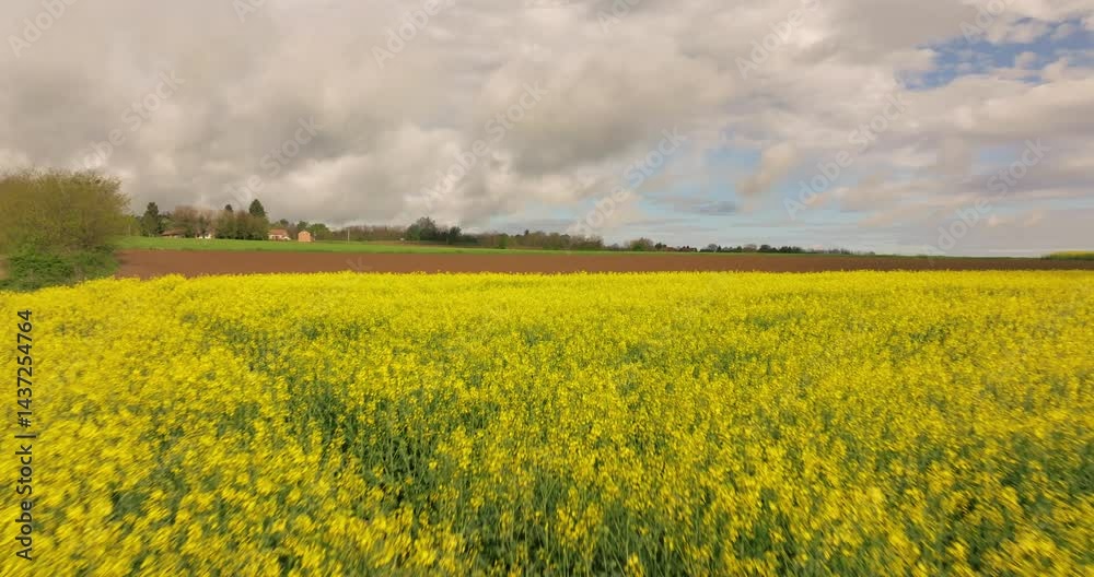 Aerial view of Blooming Rapeseed Field under Cloudy Sky with Trees in Background – Croatia Aerial view of Blooming Rapeseed Field under Cloudy Sky with Trees in Background – Croatia