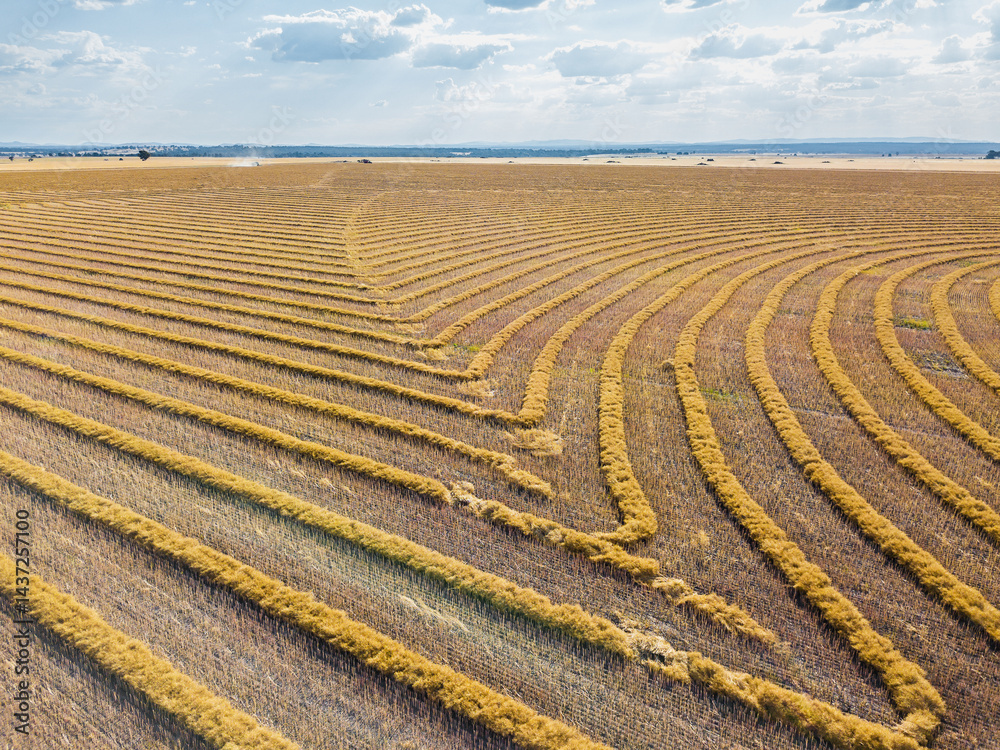 Looking down on patterns created by windrows on farmland Looking down on patterns created by windrows on farmland