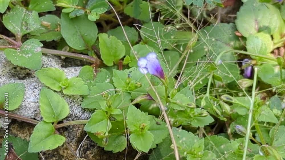 An insect entered the flower and then flew away An insect entered the flower and then flew away