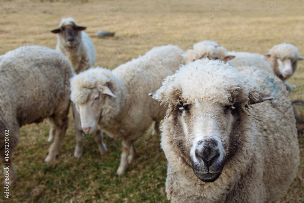 A flock of woolly white sheep in a paddock A flock of woolly white sheep in a paddock