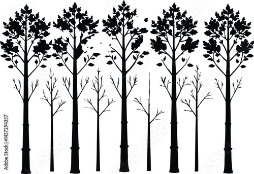 Beautiful Aspen Tree Set Isolated Silhouette Vector Illustration Natural Forest Elements Collection