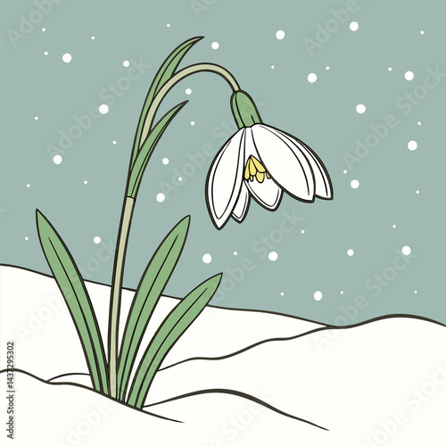 snowdrop flowers in the snow