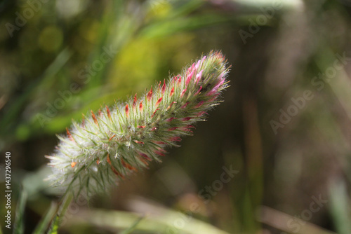 Colourful grass seed head photo