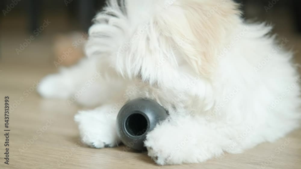 A playful Maltese puppy chews a black learning toy on a wooden floor, enjoying a fun moment that nurtures growth, curiosity, and emotional well-being. at home. 4k footage