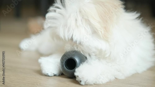 A playful Maltese puppy chews a black learning toy on a wooden floor, enjoying a fun moment that nurtures growth, curiosity, and emotional well-being. at home. 4k footage