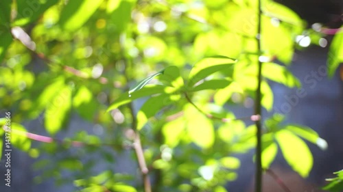 aesthetic blurry green leaves background