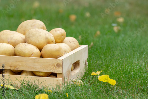 Wooden crate with homegrown organic Yukon Gold potatoes on the green grass in fall, yellow fallen leaves on the background.