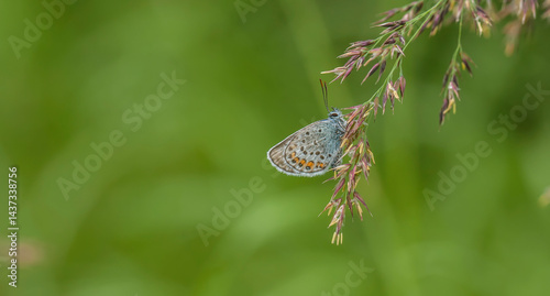 Polyommatus icarus. A butterfly in its natural environment. Beautiful macro photography.