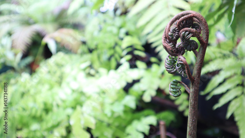 The rare type image of closeup new born fiddlehead of Angiopteris evecta fern that commonly known as king fern, giant fern or elephant fern show spiral shape in tropical summer season.
