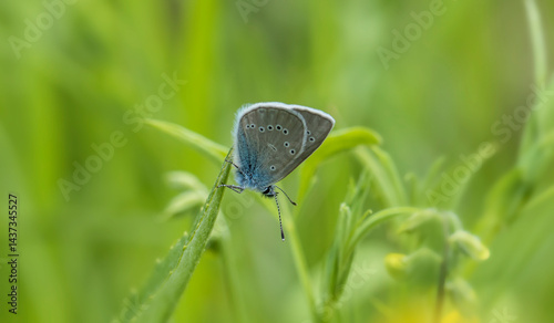 Polyommatus icarus. A butterfly in its natural environment. Beautiful macro photography.