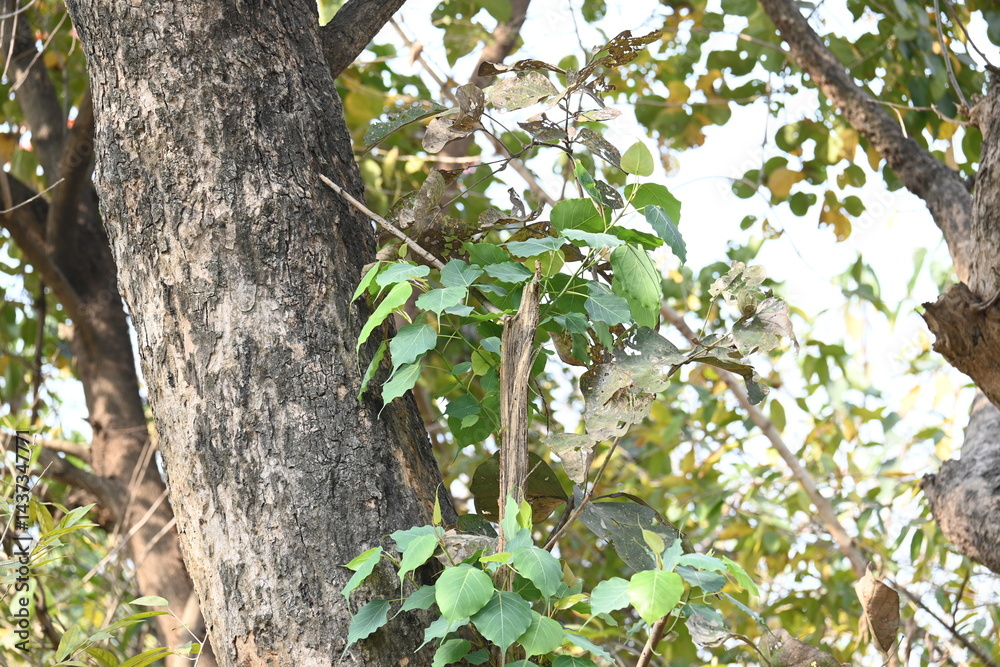 Ficus religiosa tree growing on another
tree trunk. Its seeds germinate in the hollow of the trees and slowly cover the whole tree. It's other name bodhi tree, pippala tree, peepul tree or ashwattha Ficus religiosa tree growing on another
tree trunk. Its seeds germinate in the hollow of the trees and slowly cover the whole tree. It's other name bodhi tree, pippala tree, peepul tree or ashwattha
