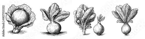 Vintage Botanical Illustrations of Cabbage, Onion and Leafy Greens, Logo Design, Hand drawing Engraving, Vector Illustration Isolated Object